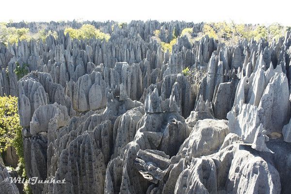 Stone Forest, Madagascar1
